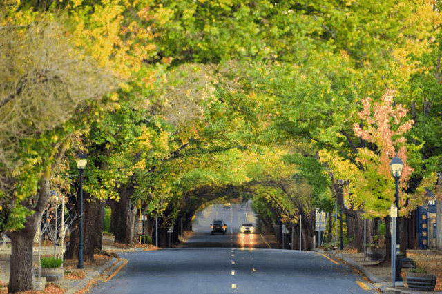 Hahndorf Autumn
